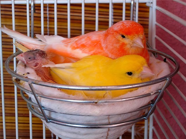 Содержание канареек и уход за ними в Кораблино