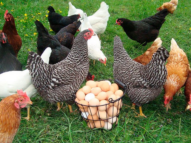 Содержание кур и уход за ними | ЗооТом - продажа, вязка и услуги для животных в Кораблино