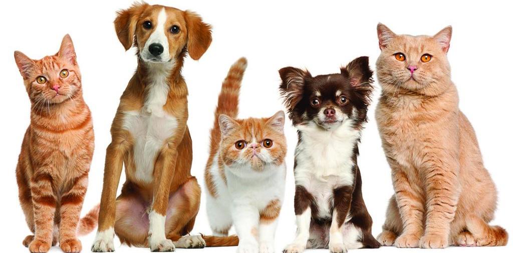 Доска объявлений о животных | ЗооТом - продажа, вязка и услуги для животных в Кораблино