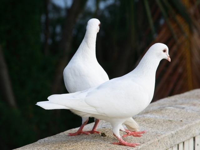 Все о голубях | ЗооТом - продажа, вязка и услуги для животных в Кораблино