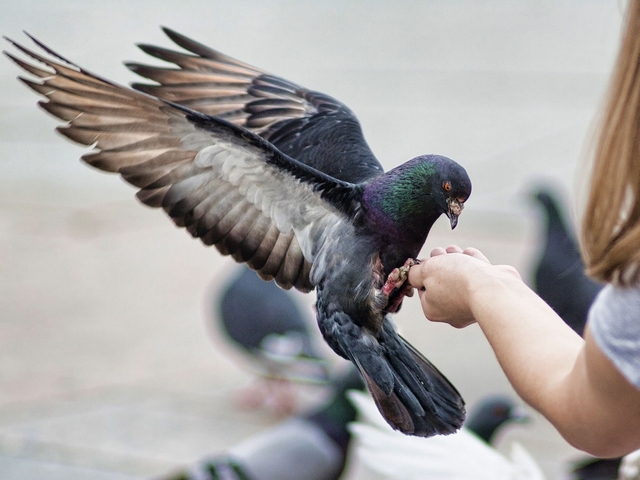 Все о голубях | ЗооТом - продажа, вязка и услуги для животных в Кораблино