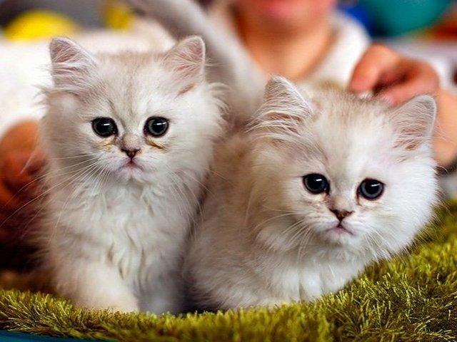 Породы кошек в Кораблино | ЗооТом портал о животных