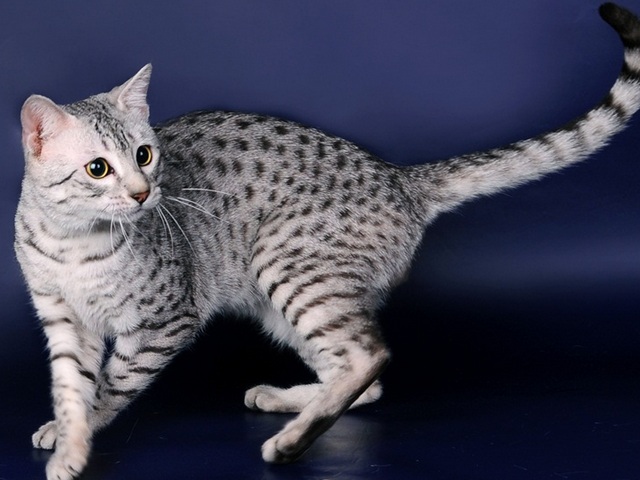 Породы кошек в Кораблино | ЗооТом портал о животных