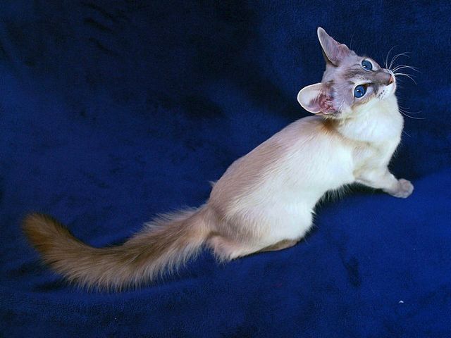 Выведенные породы кошек в Кораблино | ЗооТом портал о животных