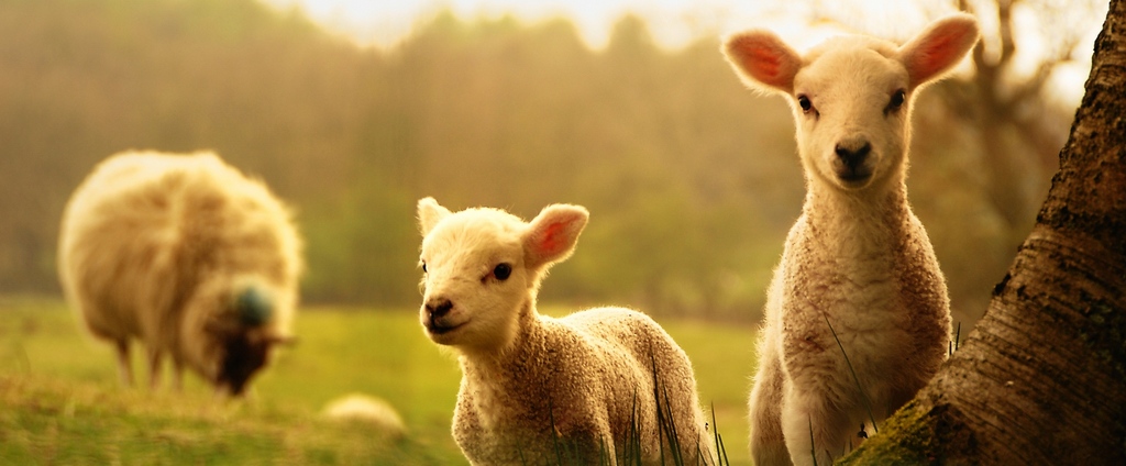 Объявления о сельскохозяйственных животных | ЗооТом - продажа, вязка и услуги для животных в Кораблино