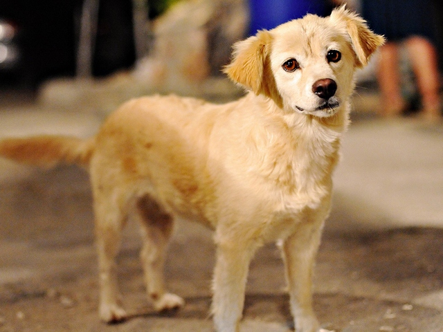 Породы собак в Кораблино | ЗооТом портал о животных