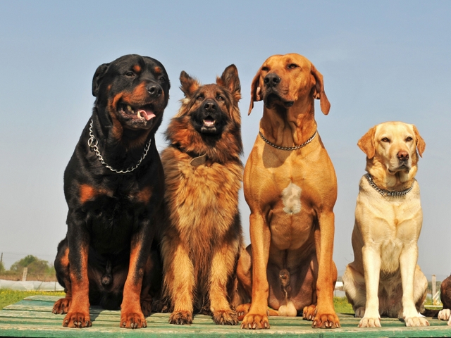 Крупные породы собак в Кораблино | ЗооТом портал о животных