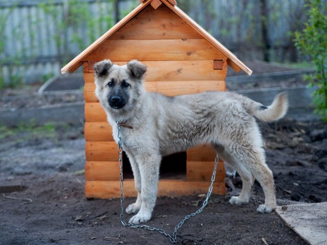Все о собаках в Кораблино Все о собаках в Кораблино